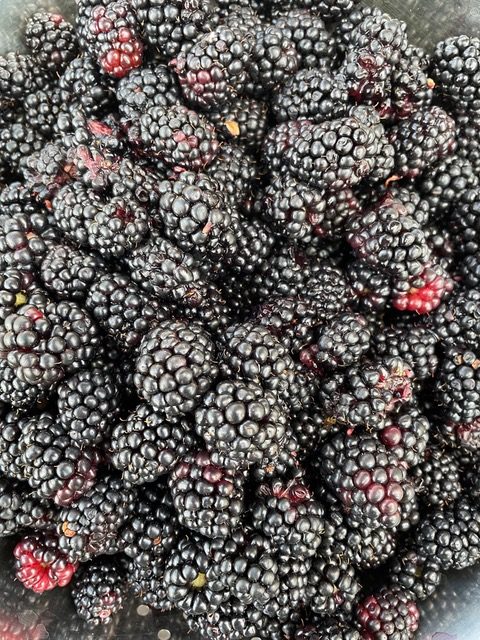 Brombeeren